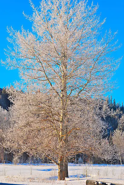 tree in winter with snow and blue sky