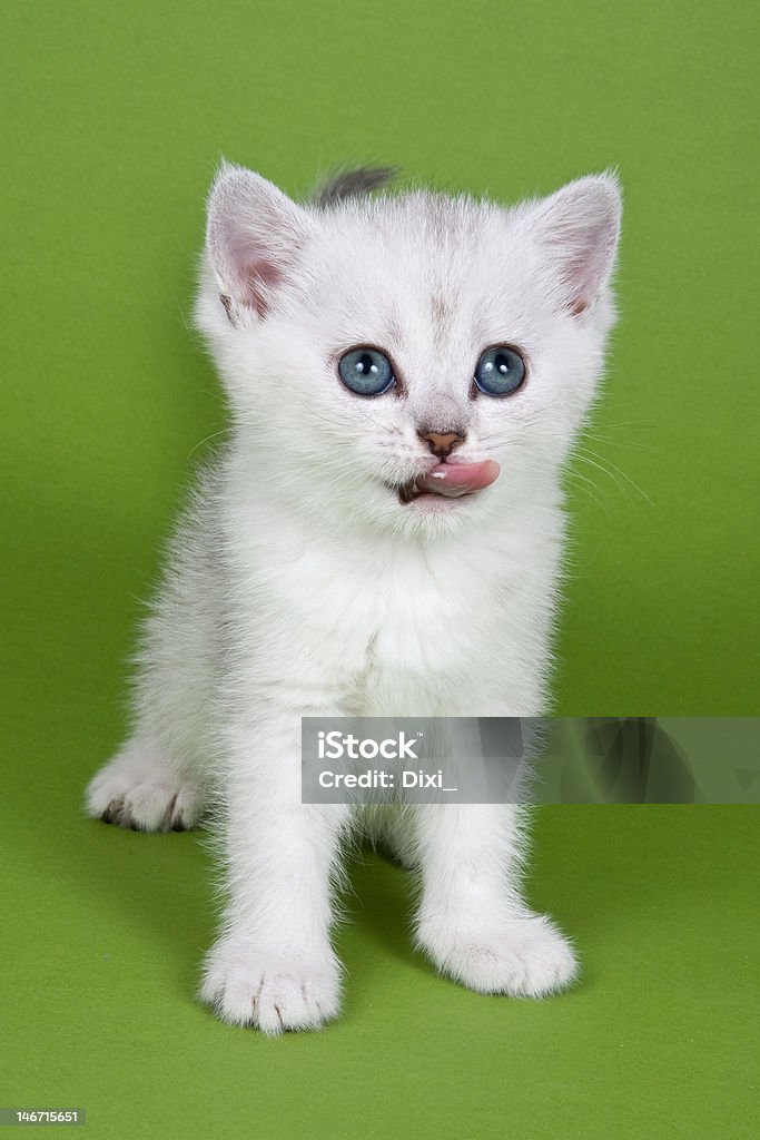 British kitten on green background Animal Stock Photo