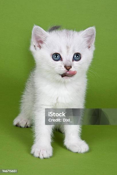 British Kitten On Green Background Stock Photo - Download Image Now - Animal, Animal Mouth, Animal Tongue