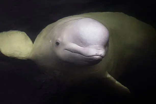 A healthy beluga whale is looking at the viewer from underwater.