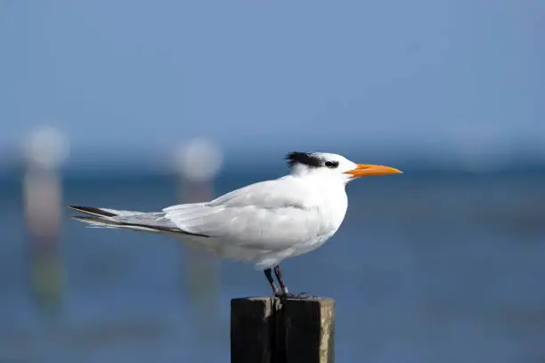Photo of Handsome Royal tern on the wooden pole at the ocean coast.