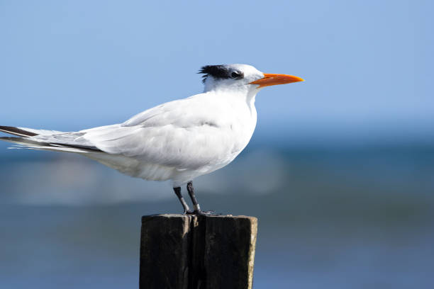 istock Handsome Royal tern on the wooden pole at the ocean coast. 1467158143