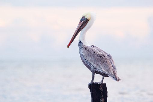 A pelican standing on the beach with his bill open looking like he is posing for a photo in Shark Bay Monkey Mia with the sun shining on the waves running into shore.