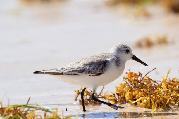 istock Non-breeding Sanderling is walking on the beach among seaweeds. 1467158176