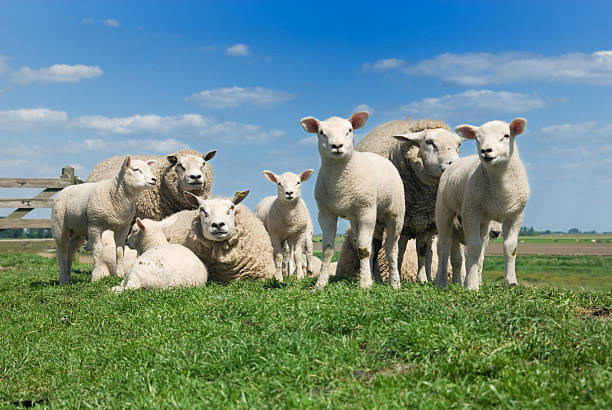 cute lambs stock photo