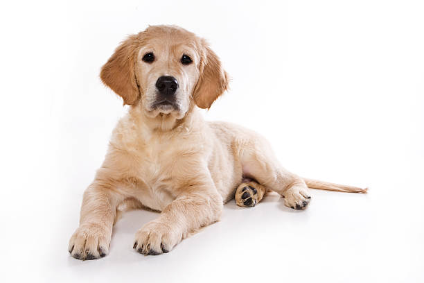 istock Golden retriever puppy on white background 146715904