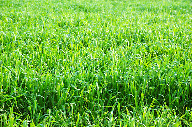 green grass stock photo