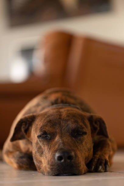 istock Brindle dog laying on the floor at home. 1467163034
