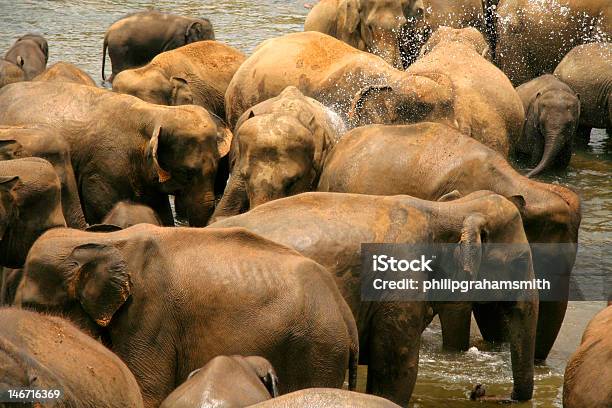 Photo libre de droit de Lheure Du Bain banque d'images et plus d'images libres de droit de Animaux à l'état sauvage - Animaux à l'état sauvage, Boire, Eau