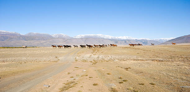 kuraiskaya steppe pferde auf - horse panoramic scenics prairie stock-fotos und bilder