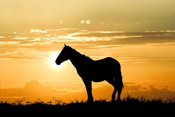 istock horse on an evening pasture 146716558