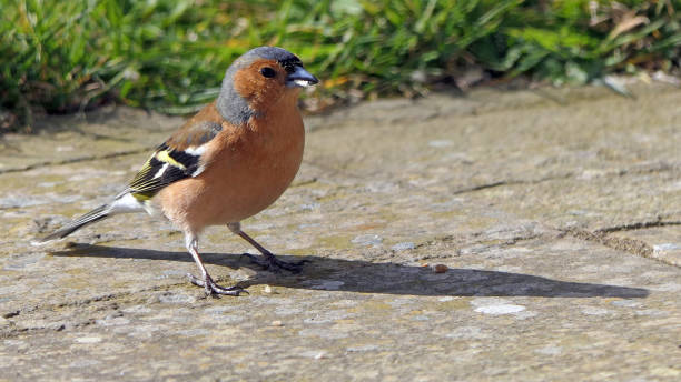 istock Chaffinch feeding from the ground UK 1467165745