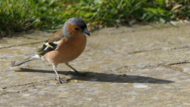 istock Chaffinch feeding from the ground UK 1467165753
