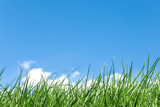 grassy skyline stock photo