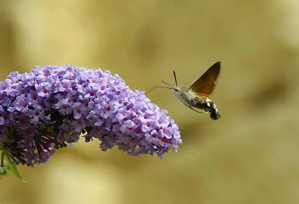 flying butterfly drinks from a flower