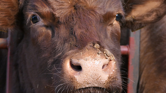 Cow with warts caused by an infectious and contagious virus bovine papilloma virus BPV in a Cattle shed