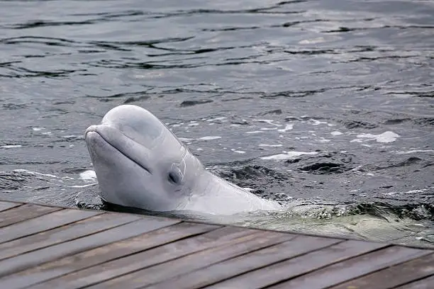 Photo of Friendly beluga whale