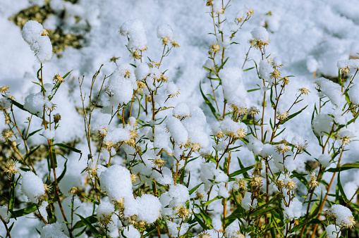 Small wild grass plants topped with snow after a lite winter snowfall.