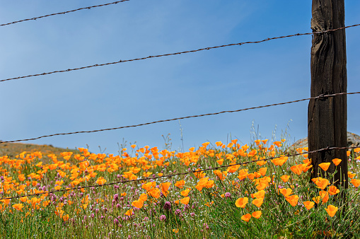 California coastal foothill covered with California poppy wildflowers, growing along barbed wire fence.

Taken in the Morgan Hill, California, USA.