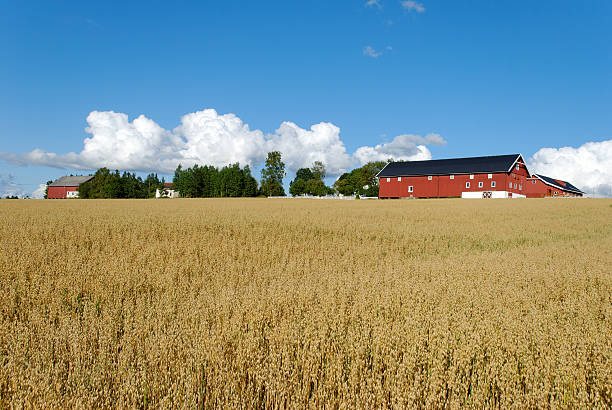 istock Oats Field and Farm Horizontal 146716841