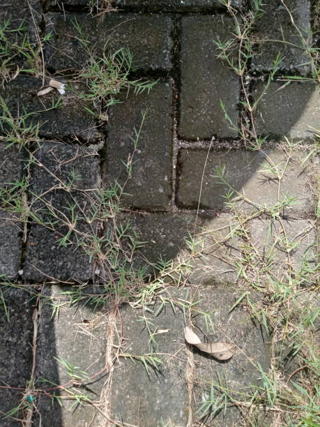 istock Green plants in hot sun 1467168944