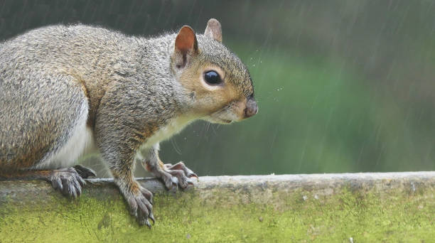 istock Grey squirrel sitting on a fence in UK 1467170008