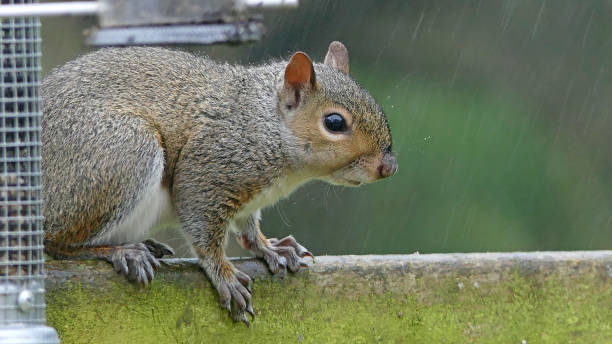 istock Grey squirrel sitting on a fence in UK 1467170011