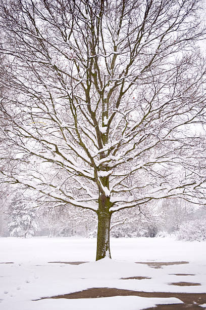 arbres couverts de neige - nonsuch island photos et images de collection