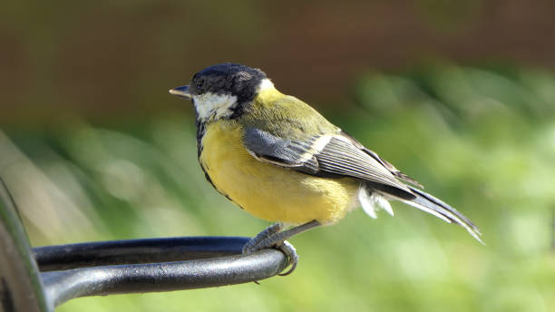 istock Great Tit sitting on a fence UK 1467170186