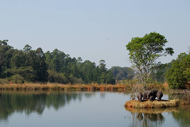 hippopotames par un lac - swaziland photos et images de collection