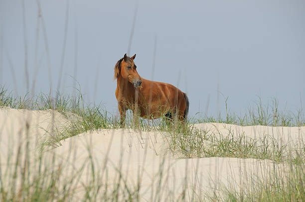istock Wild Horse, Corolla NC. 146717125