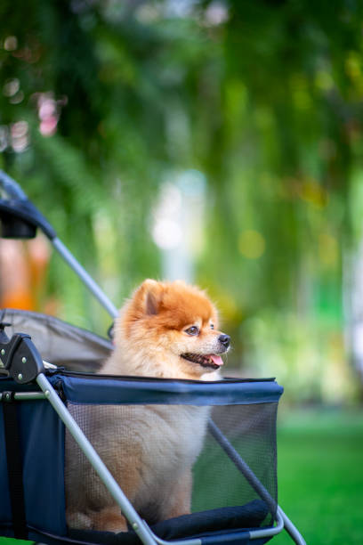 istock small dog traveling by car. 1467172593