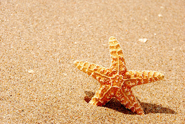 istock Starfish standing in the sand 146717292