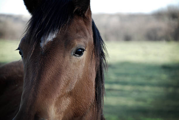 Shetland pony on a grazing range, seen in Spreewald.