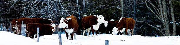 소 파노 보기 - field hereford cattle domestic cattle usa 뉴스 사진 이미지