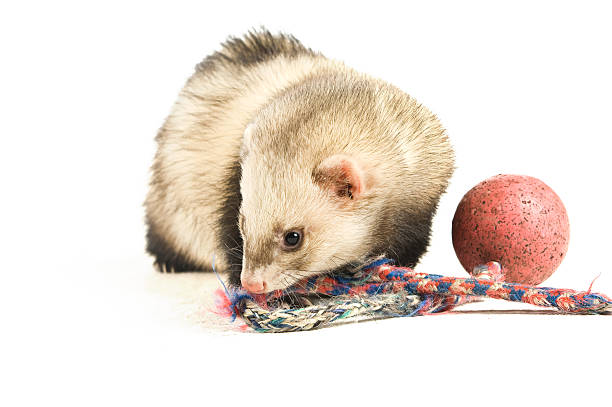 istock Ferret isolated on a white background playing 146717447