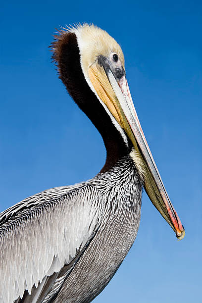 Fotografía de cerca de marrón Pelicans cabeza. Retrato#5 - foto de stock