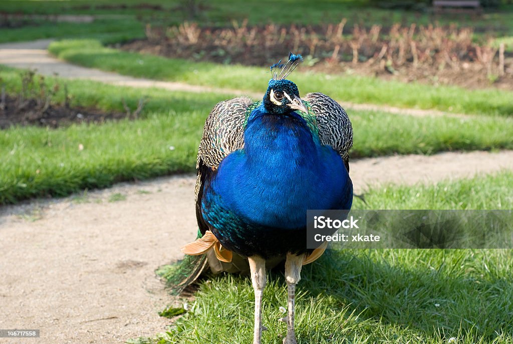 Funny peacock - Foto de stock de Actuación - Representación libre de derechos