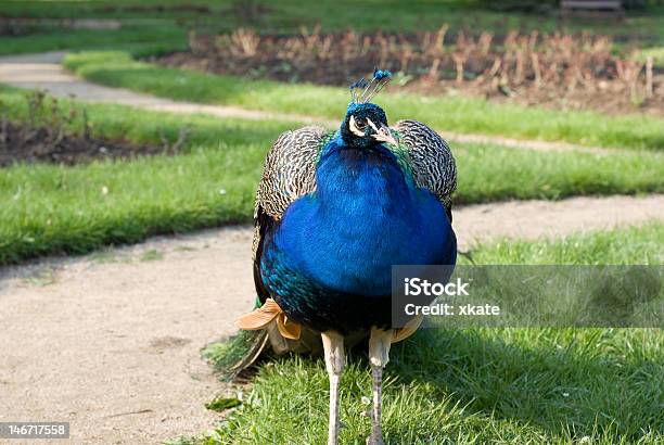 Funny Peacock Foto de stock y más banco de imágenes de Actuación - Representación - Actuación - Representación, Aire libre, Ala de animal