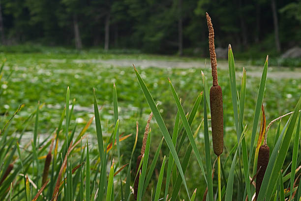 Cattail stock photo