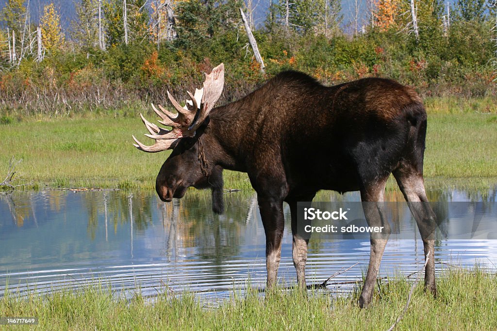 Orignal dans un étang avec automne - Photo de Orignal mâle libre de droits