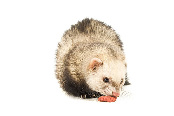 istock Ferret isolated on a white background eating food 146717790