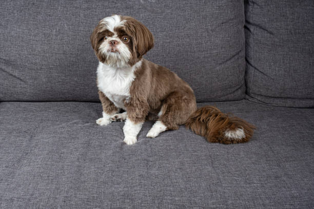 istock One year old shih tzu sitting on the couch and looking intently. 1467177970
