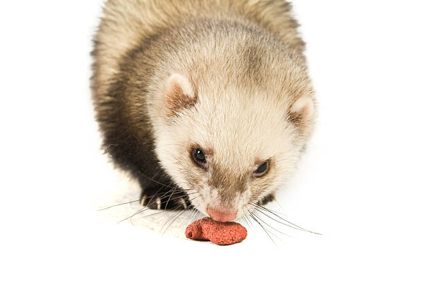 istock Ferret isolated on a white background eating food 146717798