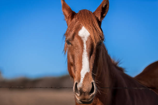 Horse Close-up Portrait stock photo