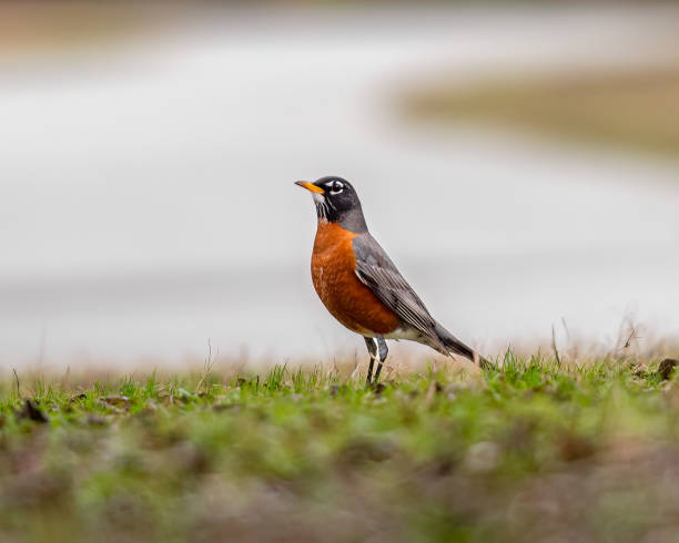 American Robin Bird Plano Texas Park stock photo