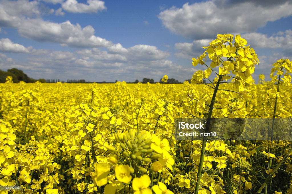 Champ de colza jaune - Photo de Ciel libre de droits