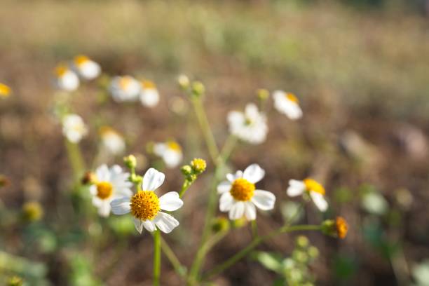 istock Blossom Spanish needle at field. 1467180159