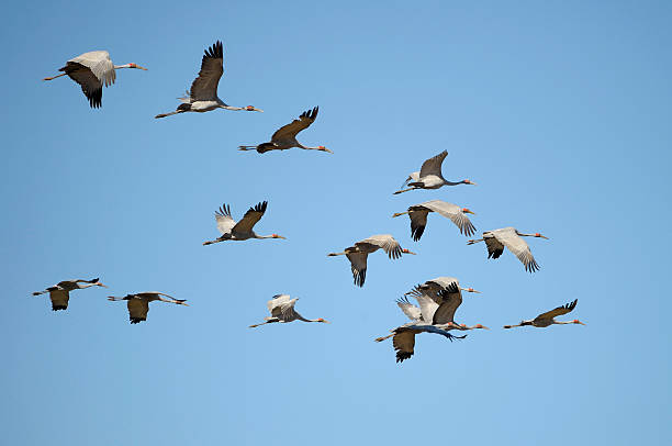 brolga brolga in flight over Diamantina National Park Queensland, Australia brolga stock pictures, royalty-free photos & images