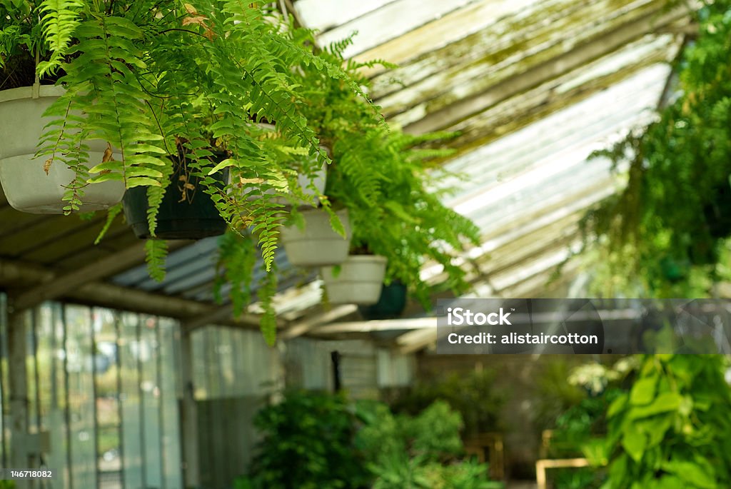 Vista de estufa plantas no Viveiro - Royalty-free Agricultura Foto de stock